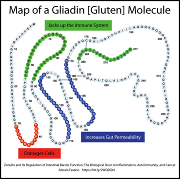 Gliadin Map-01