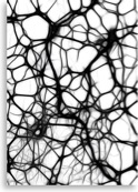 neurons-440660_640